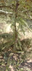 Prosopis caldenia