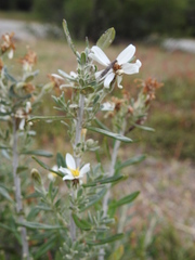 Chiliotrichum diffusum