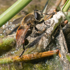 Polydontomyia curvipes