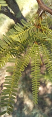 Prosopis caldenia