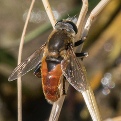 Polydontomyia curvipes