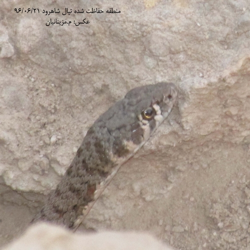 Braid Snake, Platyceps rhodorachis