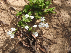 Nemesia bicornis