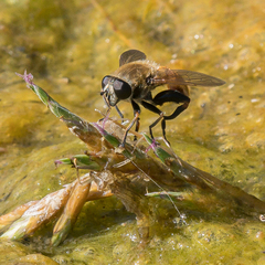 Polydontomyia curvipes