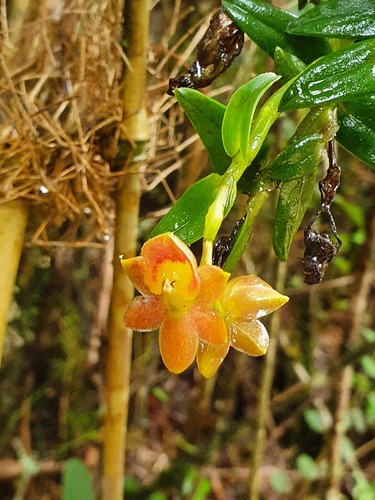 Epidendrum sangayense Hágsater & Dodson 2