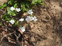 Nemesia bicornis