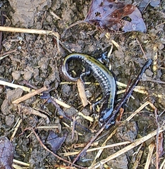 Ambystoma macrodactylum macrodactylum