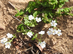 Nemesia bicornis