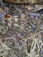 Ambystoma macrodactylum macrodactylum