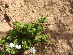 Nemesia bicornis