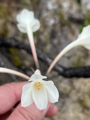 Cyrtanthus leucanthus