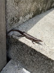 Trachylepis wrightii