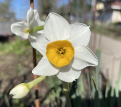 Narcissus tazetta