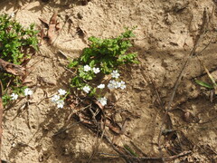 Nemesia bicornis