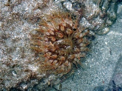 Urticina felina