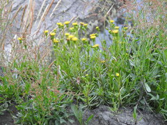 Senecio tricuspidatus