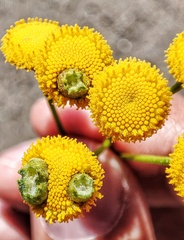 Rhopalomyia tanaceticola