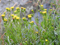 Senecio tricuspidatus