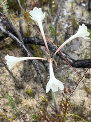 Cyrtanthus leucanthus