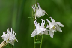 Aquilegia vulgaris
