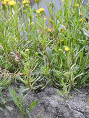 Senecio tricuspidatus