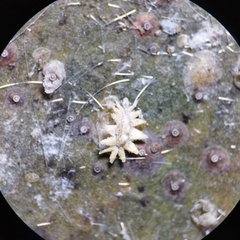 Aleuroplatus coronata