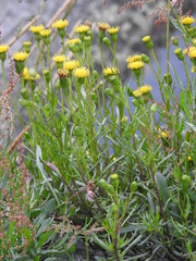 Senecio tricuspidatus