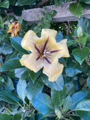 Solandra maxima