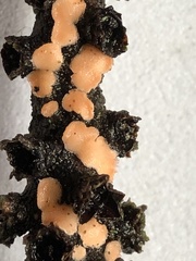 Aleurodiscus grantii