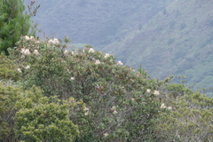 Oreocallis grandiflora