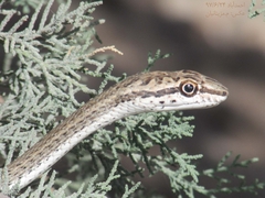 Psammophis