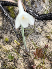 Cyrtanthus leucanthus
