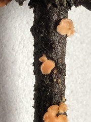 Aleurodiscus grantii