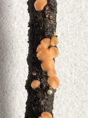 Aleurodiscus grantii