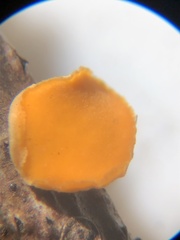 Aleurodiscus grantii