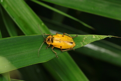 Chauliognathus flavipes