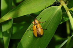 Chauliognathus flavipes