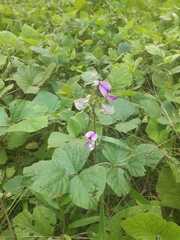 Neustanthus phaseoloides