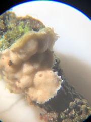 Aleurodiscus grantii