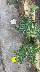 Argemone mexicana
