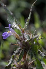 Hygrophila auriculata