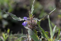 Hygrophila auriculata