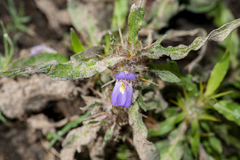 Hygrophila auriculata