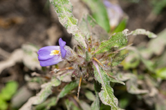 Hygrophila auriculata