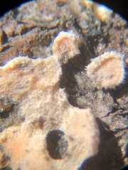 Aleurodiscus grantii