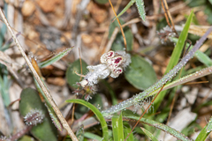 Andrographis