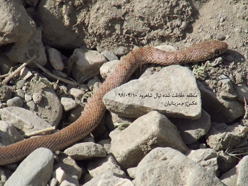 Dotted Dwarf Snake