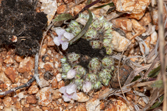 Lepidagathis cristata