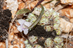 Lepidagathis cristata