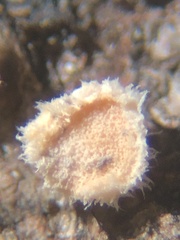 Aleurodiscus grantii